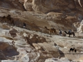 A high camel pass, Sinai, Go tell it on the mountain