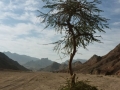 Acacia in Wadi el Abrag, Go tell it on the mountain, Ben Hoffler.jpg