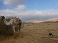 Camel, Wadi Zelega, Sinai, Go tell it on the mountain_result