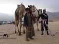 Jockeys & camels, Sinai, Go tell it on the mountain