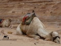 Sleeping camel, Sinai, Go tell it on the mountain