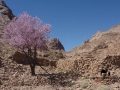 Garden & almond tree, Sinai, Go tell it on the mountain