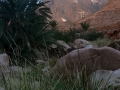 Grasses, Wadi Madaman, Sinai, Go tell it on the mountain_result