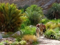 Palms and thickets, Sinai, Go tell it on the mountain_result