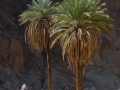Two palms_result_result