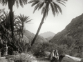 Camel & palms, Sinai, Go tell it on the mountain