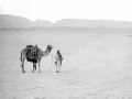 Desert, Sinai,