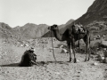 Man & camel, Go tell it on the mountain