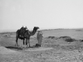 Man & camel, Sinai, Go tell it on the mountain