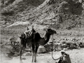 Old man & camel, Sinai, Go tell it on the mountain