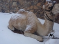 Camel in the snow, Sinai, Go tell it on the mountain_result