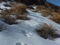 Jebel el Reeh, tracks in snow, Sinai, Go tell it on the mountain_result