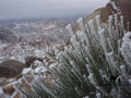 Plant, Mt Sinai, Go tell it on the mountain