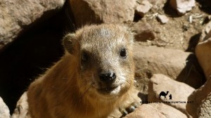 Rock hyrax, Sinai, Go tell it on the mountain_result