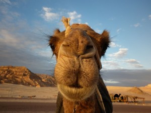 Up close to a camel, SInai, Go tell it on the mountain