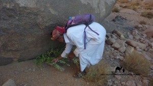 Bedouin picking oregano, Sinai, Go tell it on the mountain_result
