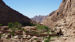 Garden, Wadi Arbain, Sinai, Go tell it on the mountain_result