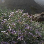 Silla bush, Wadi Feiran, Go tell it on the mountain_result