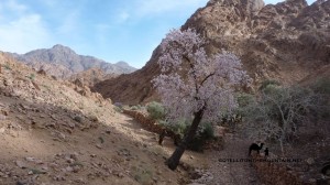 Wadi Zawatin, Sinai, Go tell it on the mountain_result