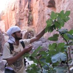 Wild figs, Sinai, Go tell it on the mountain_result