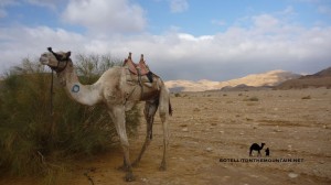 Wadi Zelega Camel