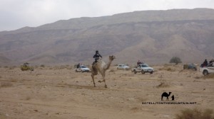 Wadi Zelega, racing camel