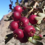 Crataegus Sinaica, Sinai Hawthorn berries, Ben Hoffler